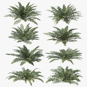 Sword Ferns 01-08 with LODs