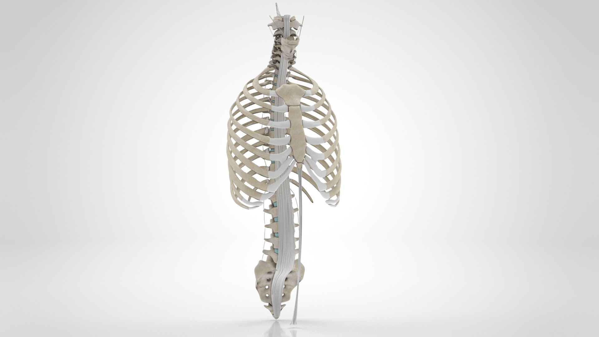 3D Human Trunk with Ligaments - TurboSquid 1815132