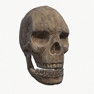3D human skull -