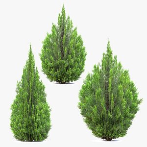 Thuja Aaurea 3D model