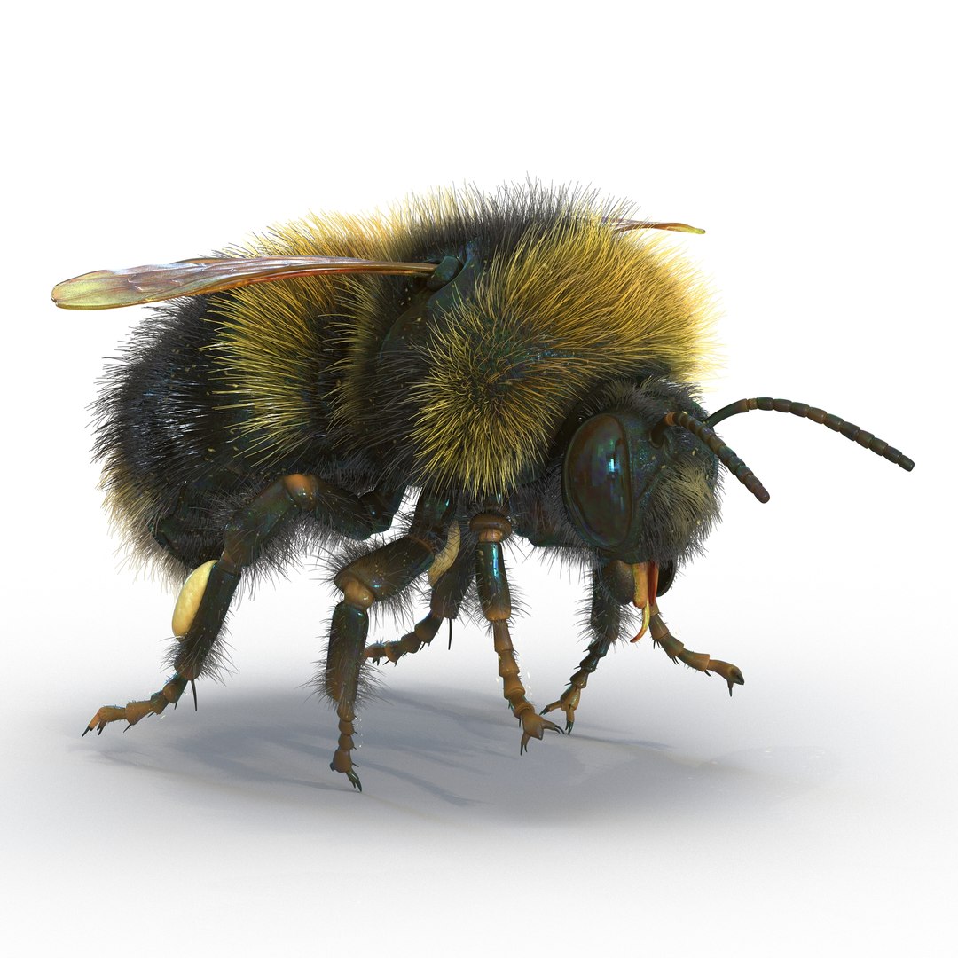 Bumblebee 3D model preview