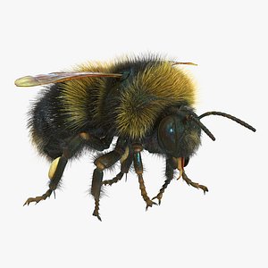 bumblebee bumble bee max