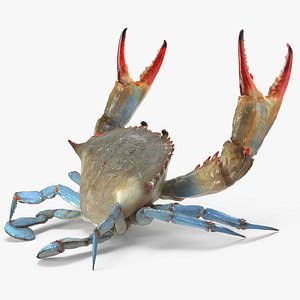 3d blue crab fight pose model