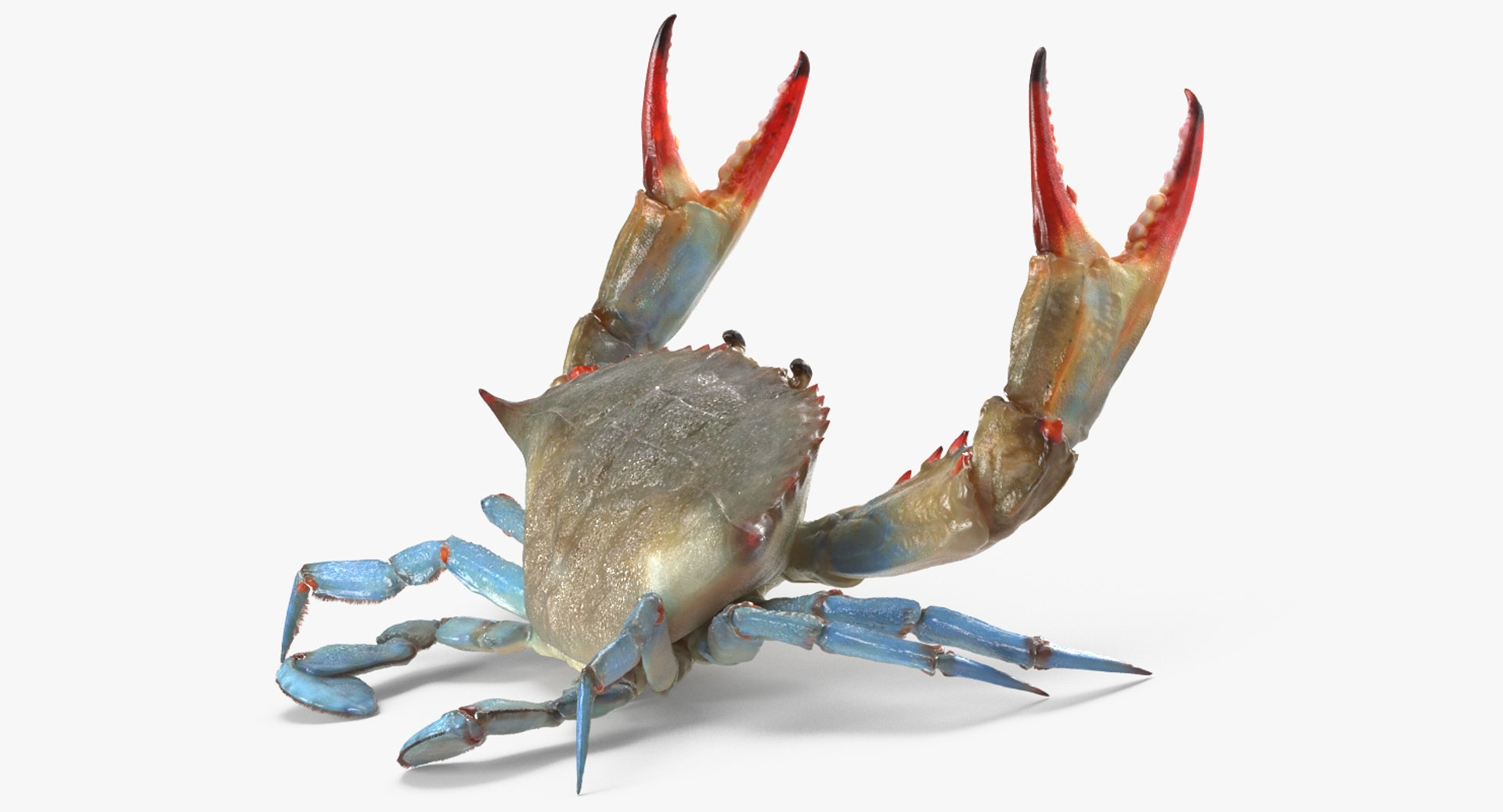 Blue Crab Fight Pose 3D model preview