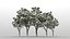 20 pinus nigra trees model
