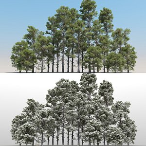 20 Pinus Nigra Trees with snow