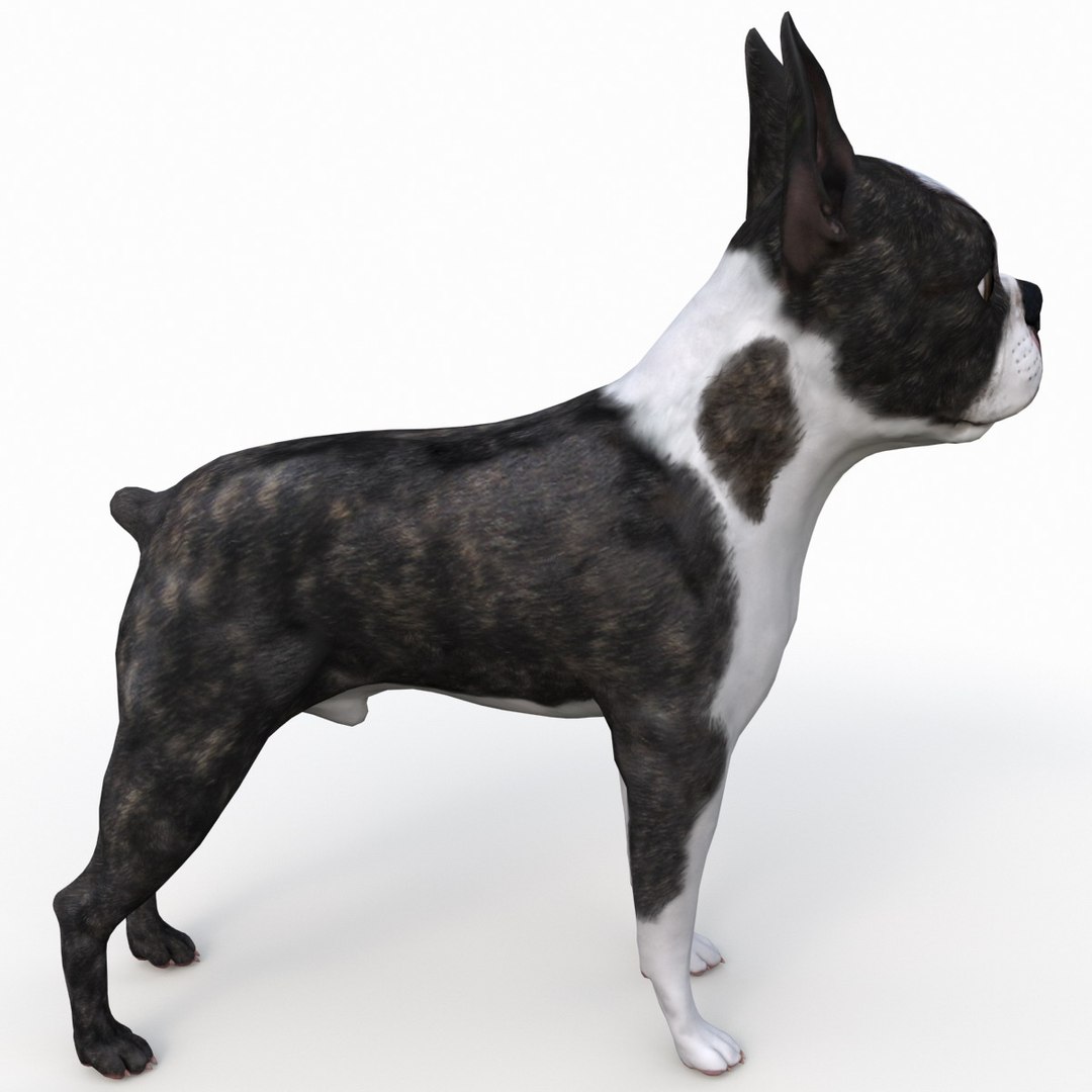 3ds max boston terrier https://p.turbosquid.com/ts-thumb/Og/PFHk4z/4wntGZFI/bostonterrier_9/jpg/1388341968/1920x1080/fit_q87/c033e4548590bd41edb8fdb1f585a2a2c0a1b47f/bostonterrier_9.jpg