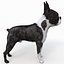 Boston Terrier
