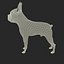 Boston Terrier