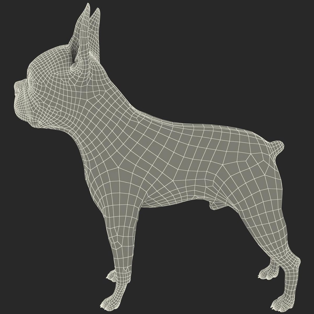 3ds max boston terrier https://p.turbosquid.com/ts-thumb/Og/PFHk4z/C5LDmcAJ/bostonterrier_18/jpg/1388342000/1920x1080/fit_q87/509fc86328177c9a1a669ec479ae1fe483d4d552/bostonterrier_18.jpg
