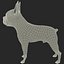 Boston Terrier