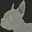 Boston Terrier