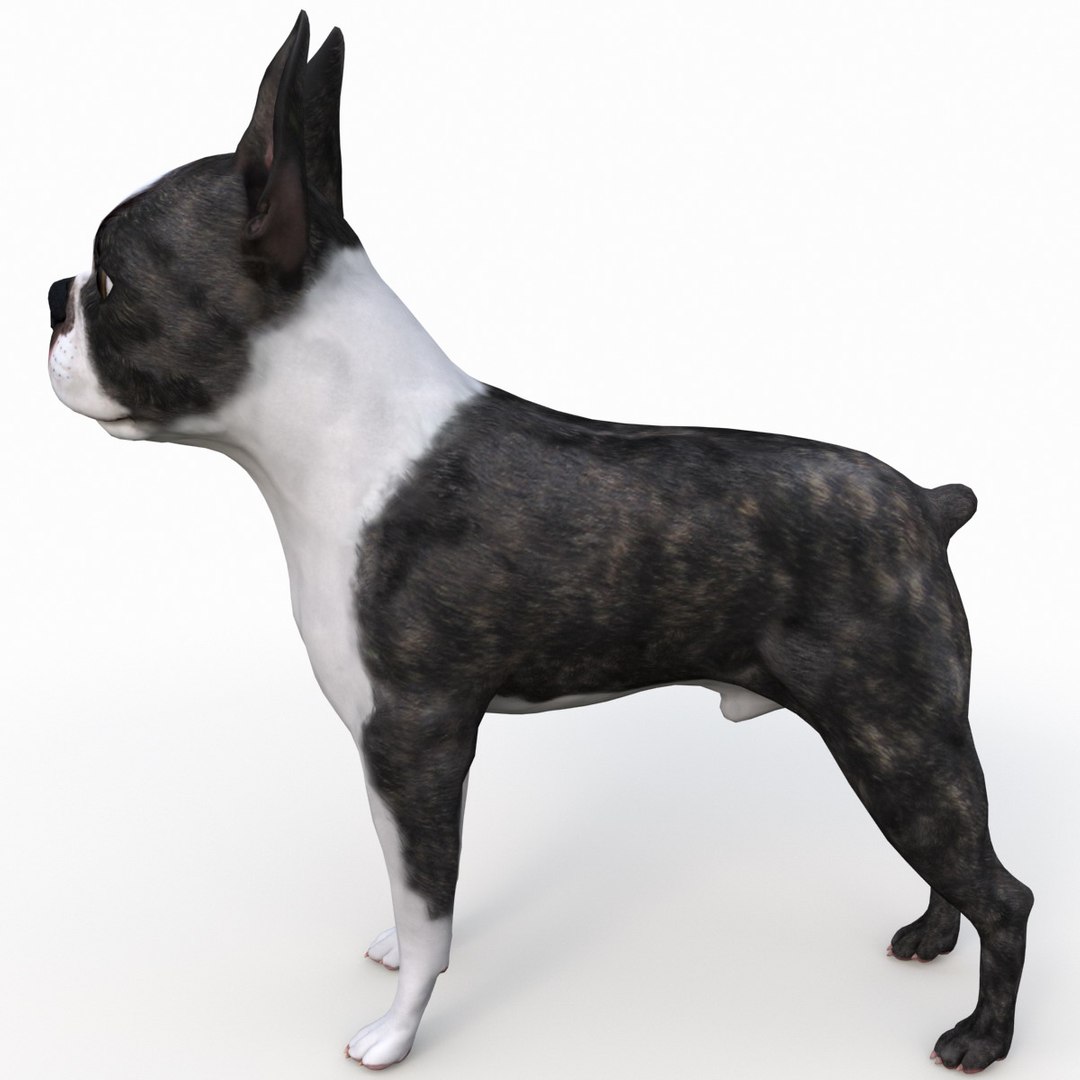 3ds max boston terrier https://p.turbosquid.com/ts-thumb/Og/PFHk4z/GjBSmMFf/bostonterrier_6/jpg/1388341964/1920x1080/fit_q87/67c0bdffd55d10a244a44182d4b3ca172acb15b7/bostonterrier_6.jpg