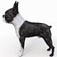 Boston Terrier