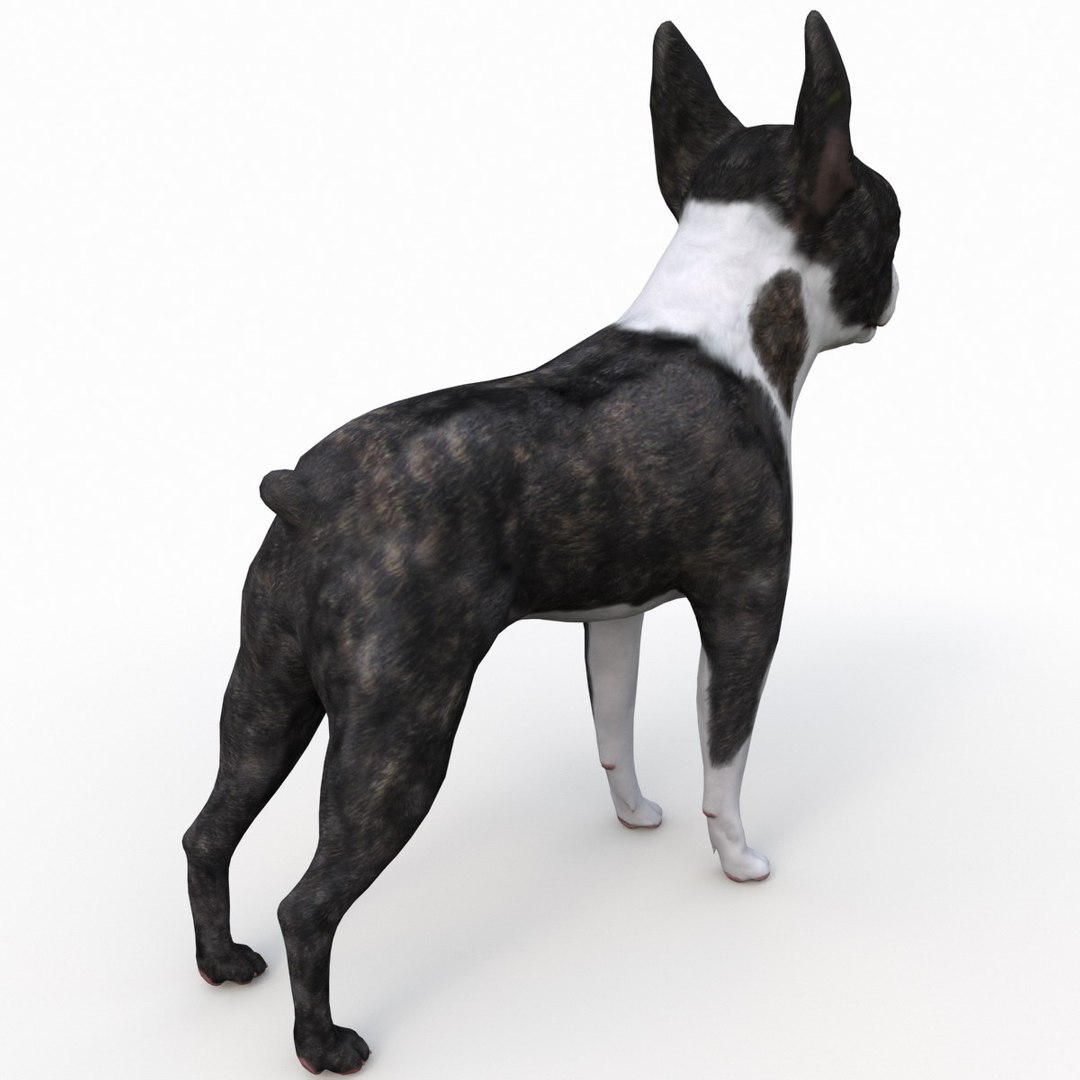 3ds max boston terrier https://p.turbosquid.com/ts-thumb/Og/PFHk4z/I5COBJo5/bostonterrier_10/jpg/1388341977/1920x1080/fit_q87/302bf7bbeef37b8cfe07b59560d3a605a14a060d/bostonterrier_10.jpg