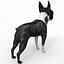 Boston Terrier