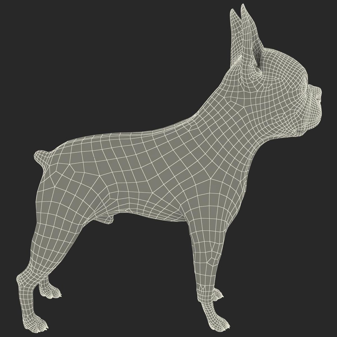 3ds max boston terrier https://p.turbosquid.com/ts-thumb/Og/PFHk4z/Jki0uM2k/bostonterrier_21/jpg/1388342005/1920x1080/fit_q87/6bb16fbece573f2502f1ba2afba05565aaaad670/bostonterrier_21.jpg