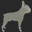 Boston Terrier