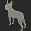 Boston Terrier