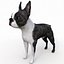 Boston Terrier