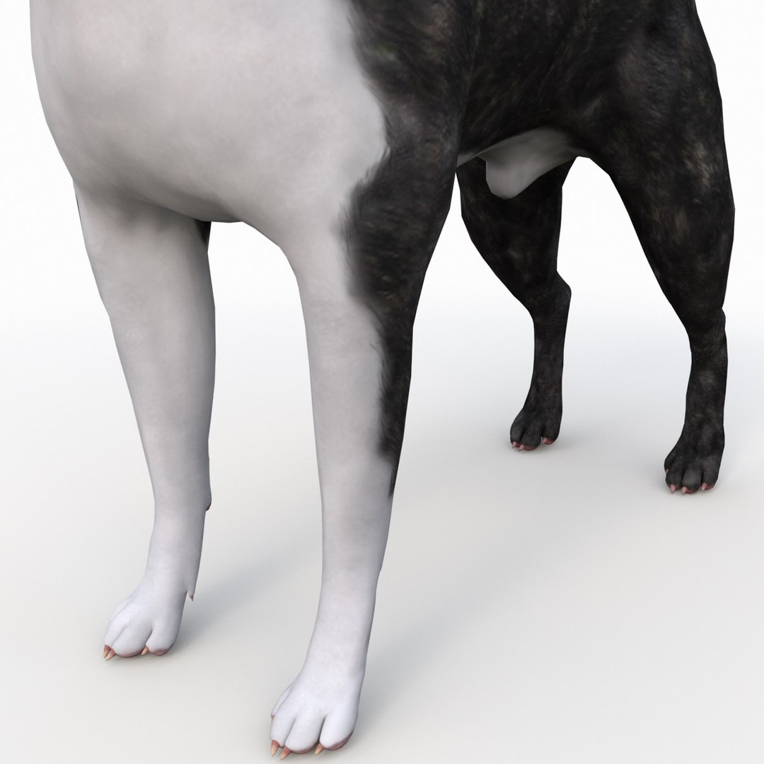 3ds max boston terrier https://p.turbosquid.com/ts-thumb/Og/PFHk4z/NDuUvLle/bostonterrier_13/jpg/1388341986/1920x1080/fit_q87/c9e4067ce115d82e376862630297a39b62242066/bostonterrier_13.jpg
