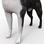 Boston Terrier