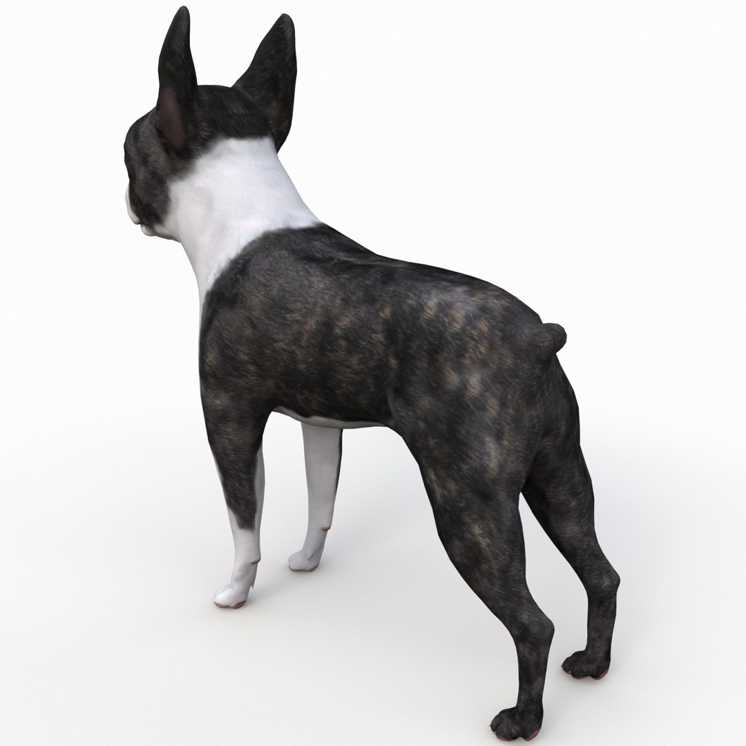 3ds max boston terrier https://p.turbosquid.com/ts-thumb/Og/PFHk4z/OcZScFvT/bostonterrier_11/jpg/1388341980/1920x1080/fit_q87/6a32385e7b4da9a1ccdca74496b6e3968c7e08d5/bostonterrier_11.jpg