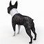 Boston Terrier