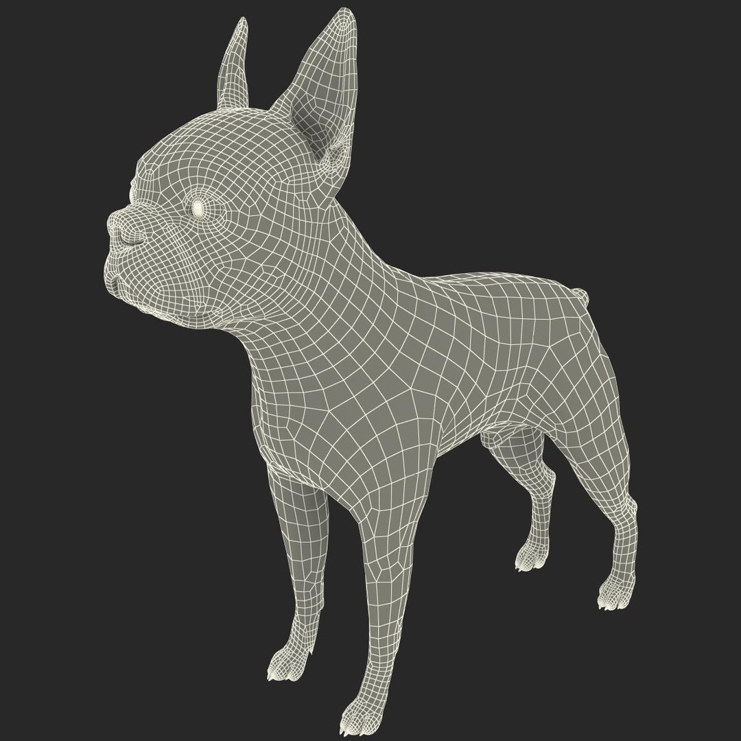 3ds max boston terrier https://p.turbosquid.com/ts-thumb/Og/PFHk4z/VxQNEt57/bostonterrier_19/jpg/1388342004/1920x1080/fit_q87/581edc1c542647a32a3862ed5693851141e3eb30/bostonterrier_19.jpg
