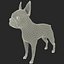 Boston Terrier