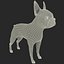 Boston Terrier