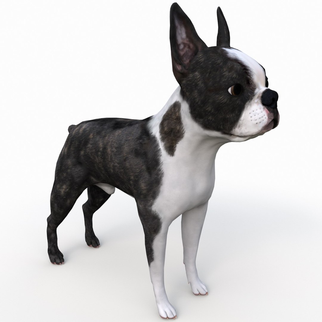 3ds max boston terrier https://p.turbosquid.com/ts-thumb/Og/PFHk4z/aPtI3k79/bostonterrier_8/jpg/1388341965/1920x1080/fit_q87/e7621fdfd9627b59e295f24775f4deec44f8d209/bostonterrier_8.jpg