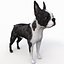 Boston Terrier