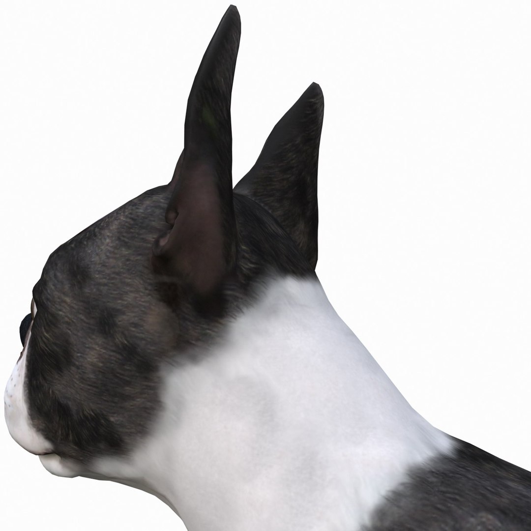 3ds max boston terrier https://p.turbosquid.com/ts-thumb/Og/PFHk4z/duXjzn2e/bostonterrier_17/jpg/1388341992/1920x1080/fit_q87/f1f789ac865c277ed94750db8807ae5b1c2d59df/bostonterrier_17.jpg