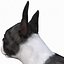 Boston Terrier