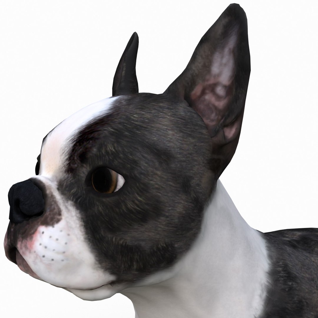 3ds max boston terrier https://p.turbosquid.com/ts-thumb/Og/PFHk4z/gphklpS1/bostonterrier_12/jpg/1388341983/1920x1080/fit_q87/4541e56675c5a08fe2ad3728662f065eae7cc3b5/bostonterrier_12.jpg