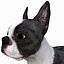 Boston Terrier