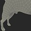 Boston Terrier
