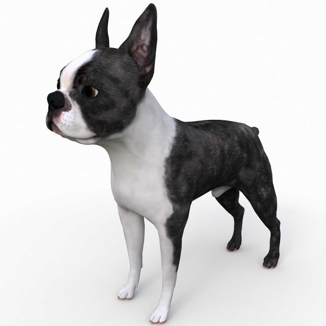 3ds max boston terrier https://p.turbosquid.com/ts-thumb/Og/PFHk4z/oXWCD5CH/bostonterrier_7/jpg/1388341962/1920x1080/fit_q87/0174690c20ef29c2c14544cc612ae55cafc38899/bostonterrier_7.jpg