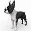 Boston Terrier