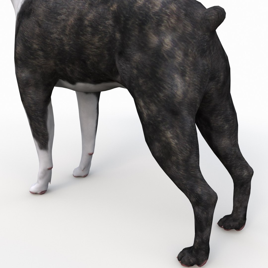 3ds max boston terrier https://p.turbosquid.com/ts-thumb/Og/PFHk4z/roqpiamU/bostonterrier_15/jpg/1388341991/1920x1080/fit_q87/b5450ade1cd08cc84ef955e26fdc4f10993878d7/bostonterrier_15.jpg