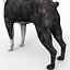 Boston Terrier