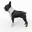 Boston Terrier