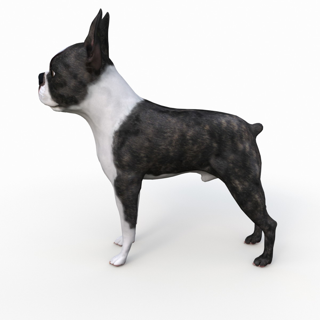 3ds max boston terrier https://p.turbosquid.com/ts-thumb/Og/PFHk4z/snXyNns0/turntablefile_360_1.jpg51166ac594fd48d598d28de64a792ad7zoom/jpg/1388342031/1920x1080/turn_fit_q99/7d1738ca9b44d6c8b350f06f9ec98686d4376909/turntablefile_360_1.jpg51166ac594fd48d598d28de64a792ad7zoom-1.jpg