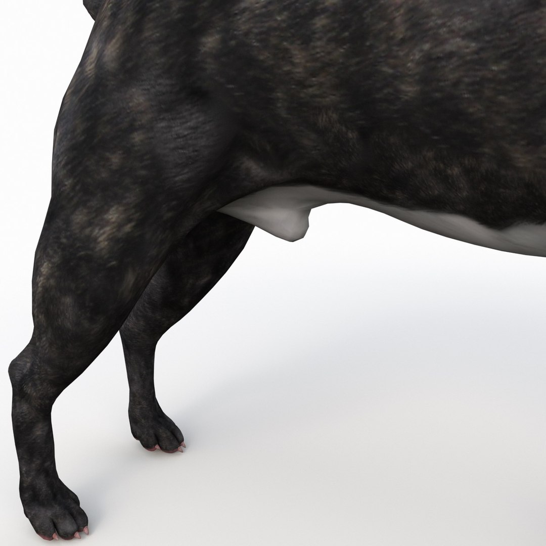 3ds max boston terrier https://p.turbosquid.com/ts-thumb/Og/PFHk4z/uHkUyFXb/bostonterrier_14/jpg/1388341989/1920x1080/fit_q87/01b0f1fb67e914d234c451c804f08a55391857db/bostonterrier_14.jpg