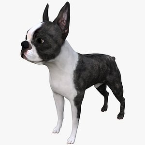 Boston Terrier