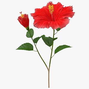 3D hibiscus branch flower red