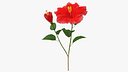 Hibiscus Branch with Flower Red