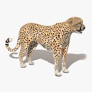 Cheetah Fur