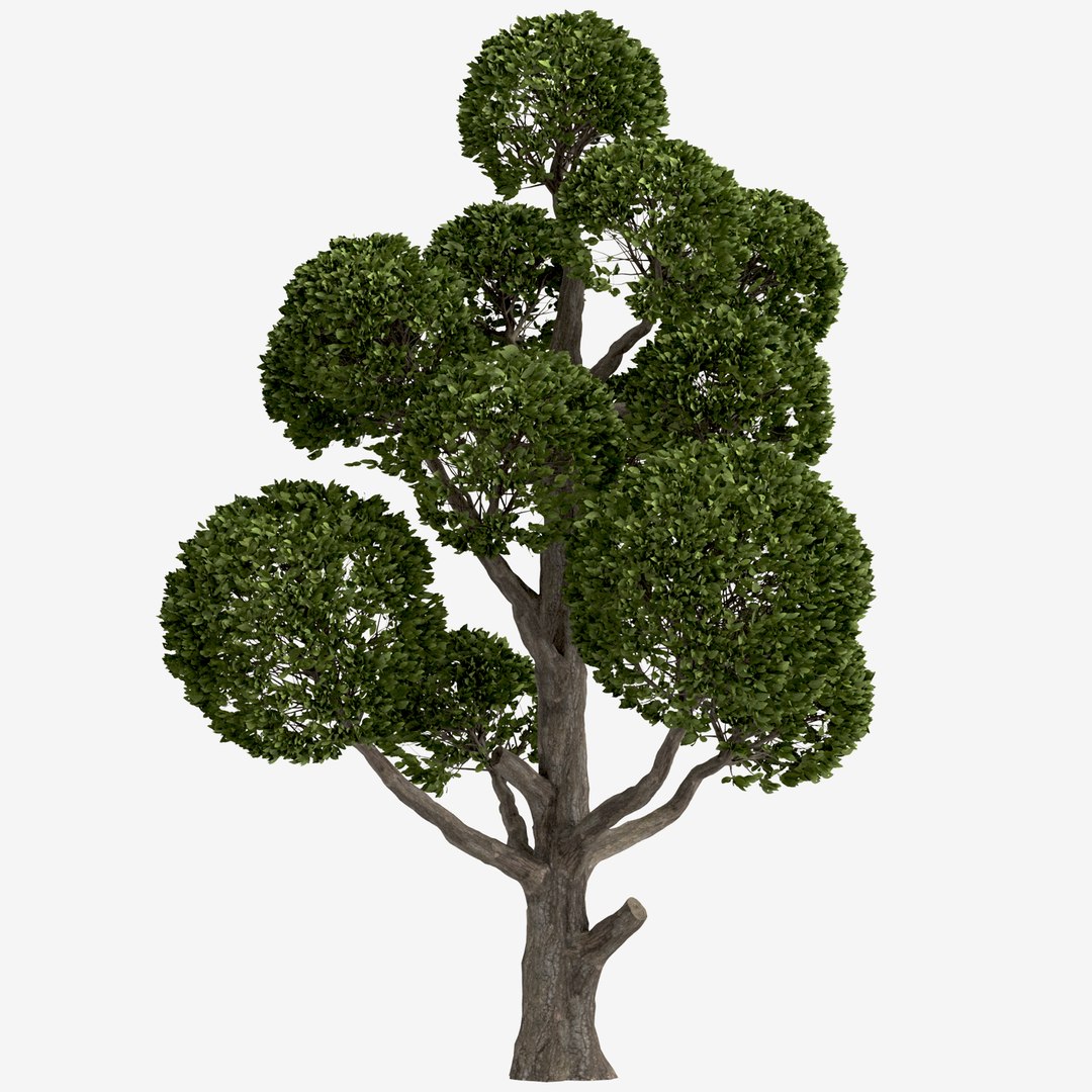 3D Set of Round Shaped Bonsai Tree - 2 Trees model - TurboSquid 2000221